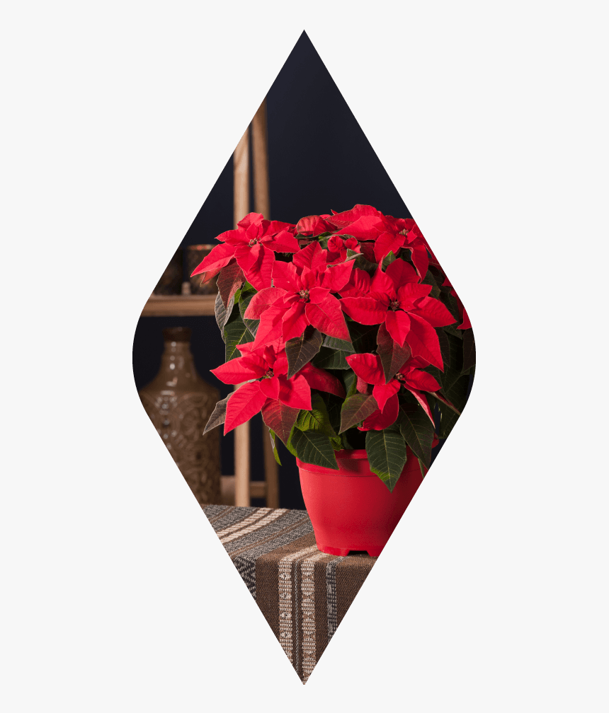 Poinsettia, HD Png Download