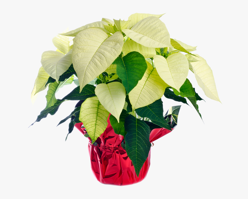 White Poinsettia - Poinsettia - Poinsettia, HD Png Download