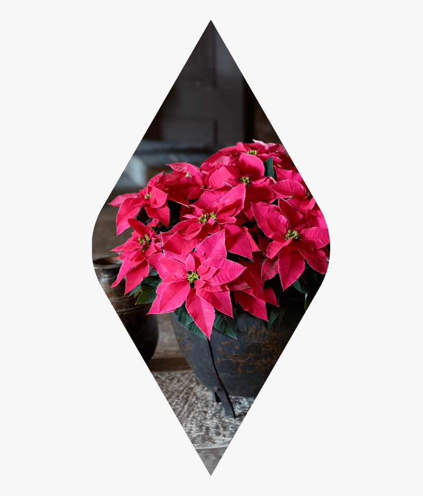 Hot Hot Flowers, HD Png Download