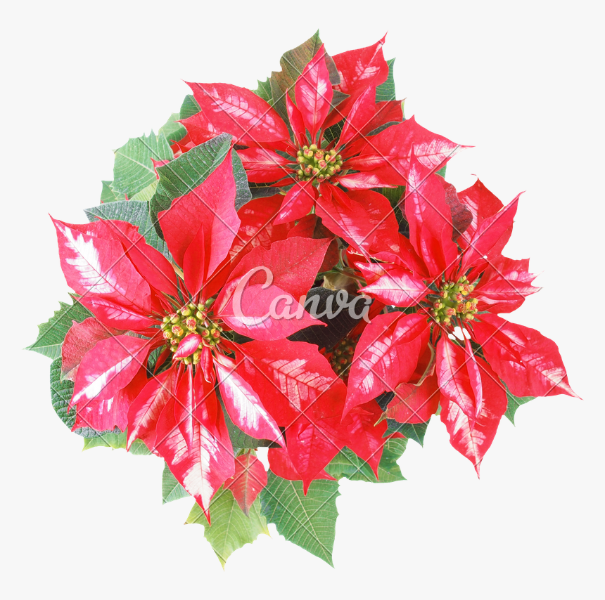 Clip Art Christmas Star Transparent Background - Poinsettia, HD Png Download