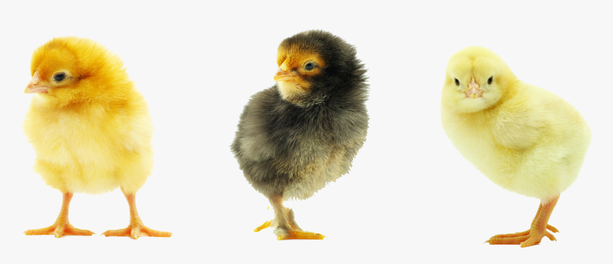 Baby Chicken Transparent Background, HD Png Download