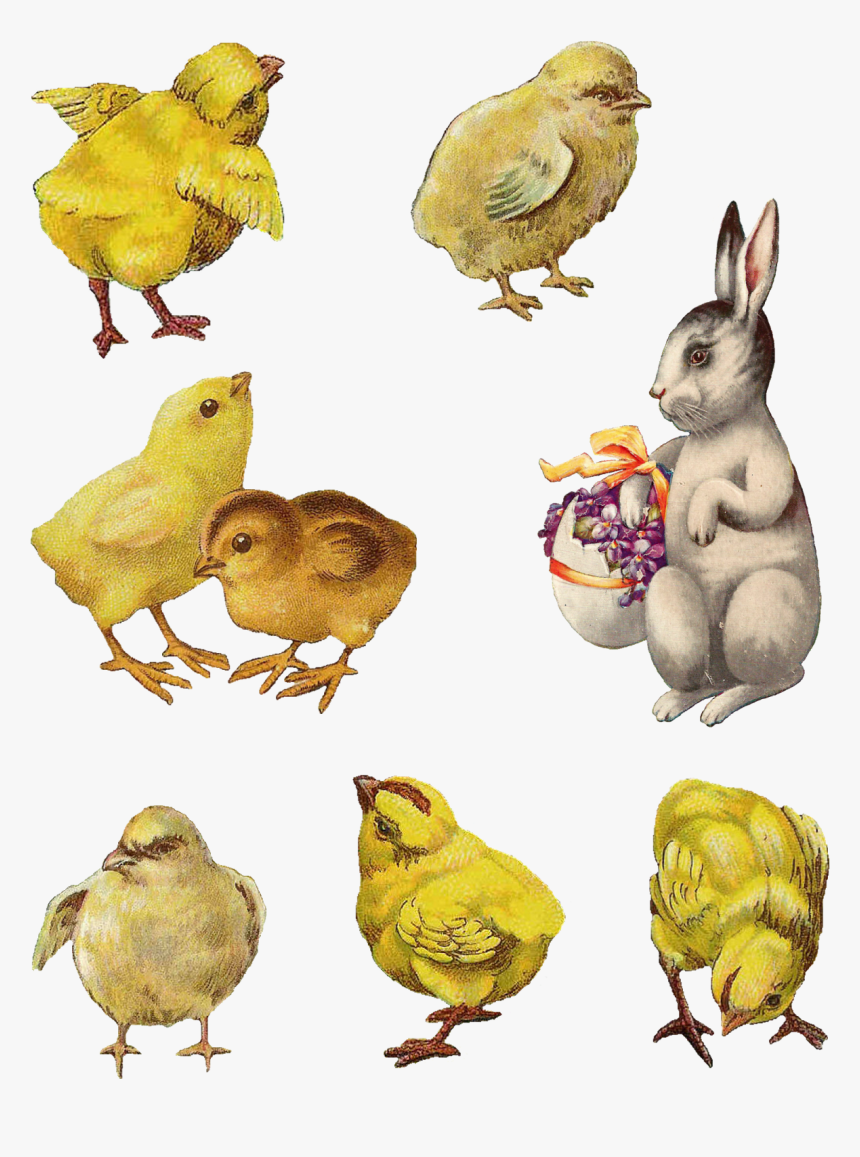 Digital Easter Chick Bunny Images - Vintage Easter Bunny Png, Transparent Png