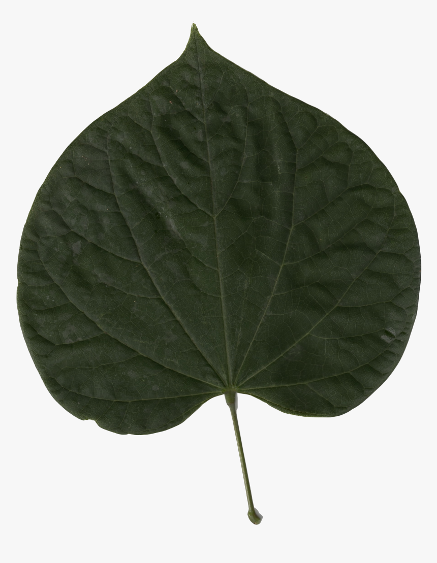 Transparent Red Leaf Png - Red Bud, Png Download
