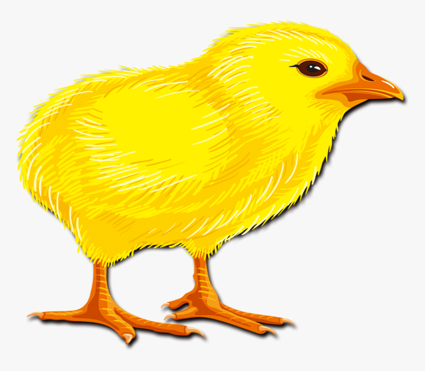 Hair Chicken Rooster Chick Transprent Png Free - Canary, Transparent Png