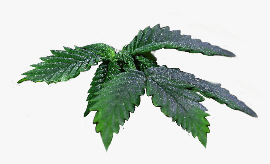 Transparent Real Weed Leaf Png - Elm, Png Download