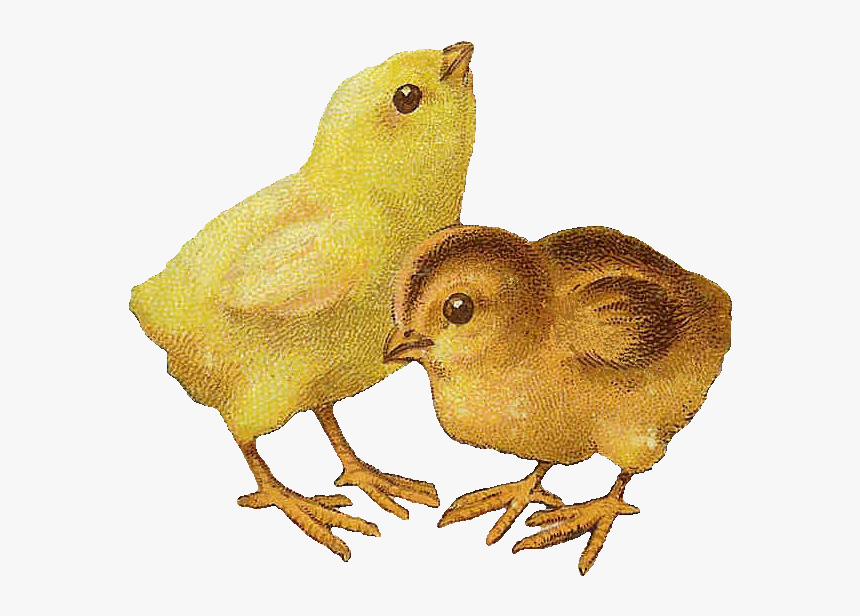 Happy Birthday Hot Chick, HD Png Download