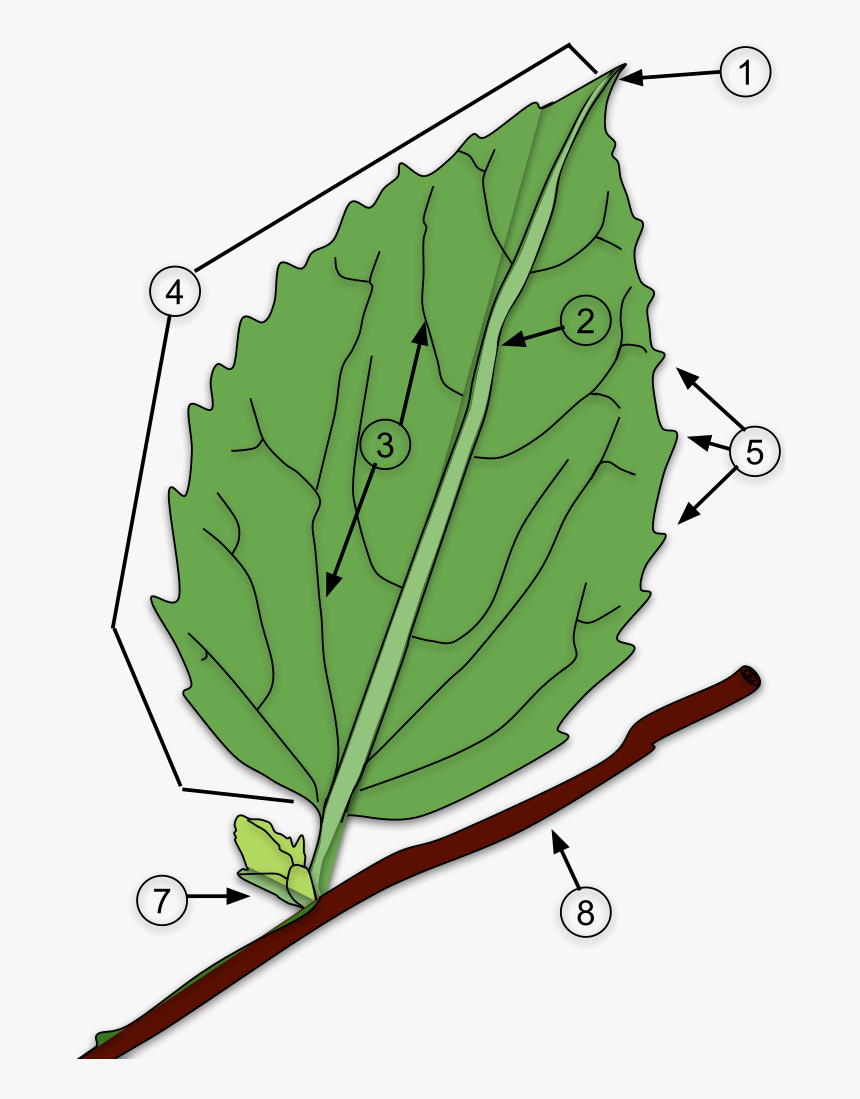 Leaf, HD Png Download
