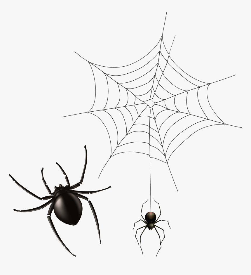 Spider And Cobweb Png Clipart Image - Transparent Background Spider Web Png, Png Download