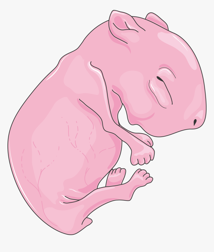 Transparent Rat Clip Art - Neonatal Rat, HD Png Download