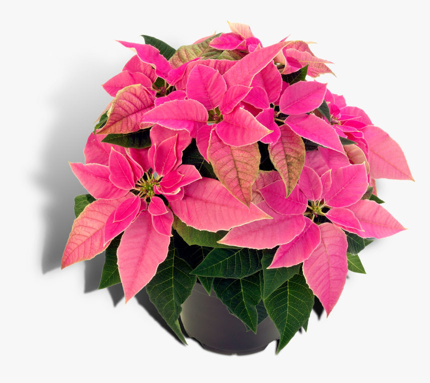 Poinsettia Christmas Plants Houseplant Spurges - Roze Euphorbia Pulcherrima, HD Png Download