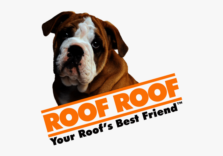 Australian Bulldog, HD Png Download