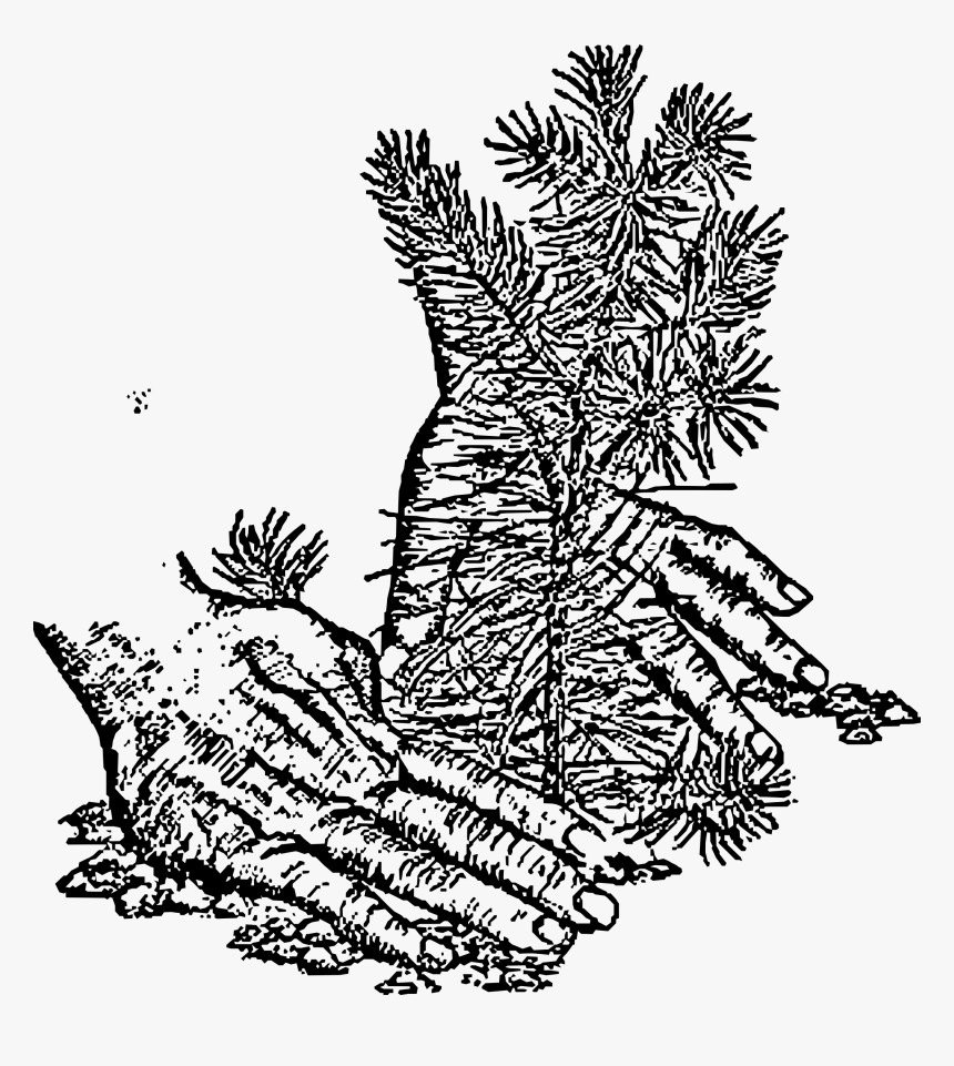 Spruce Fir Christmas Tree Tree Planting - Tree Clip Art, HD Png Download