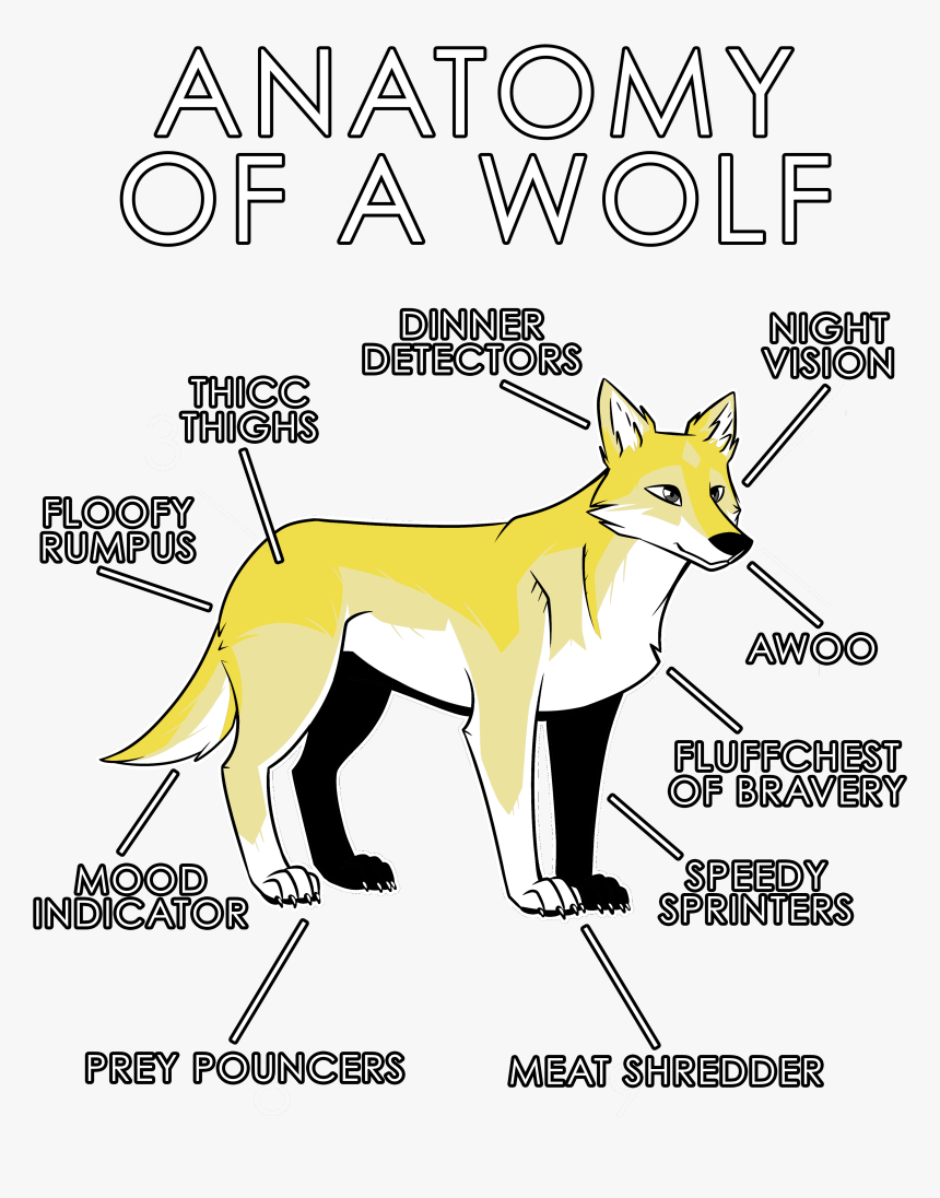 White Wolf Clipart Anatomy - Wolf Yellow, HD Png Download
