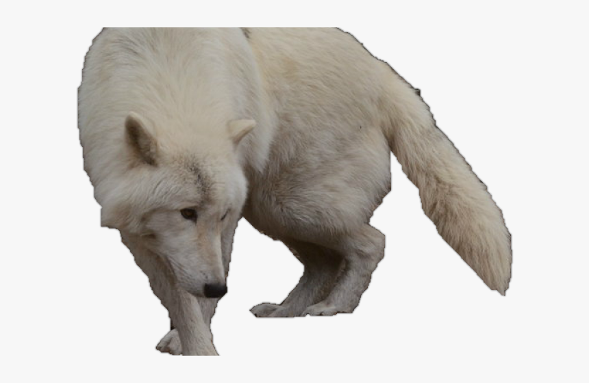 White Wolf Clipart Wolf Silhouette - Arctic Wolf With No Background, HD Png Download