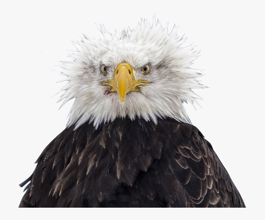 Clip Art Bald Eagle Nest Feather - Eagle Ruffled Feathers, HD Png Download