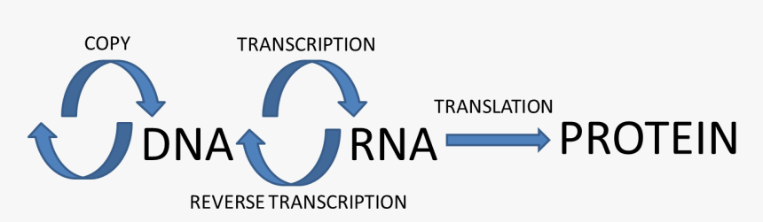 Naruto, HD Png Download