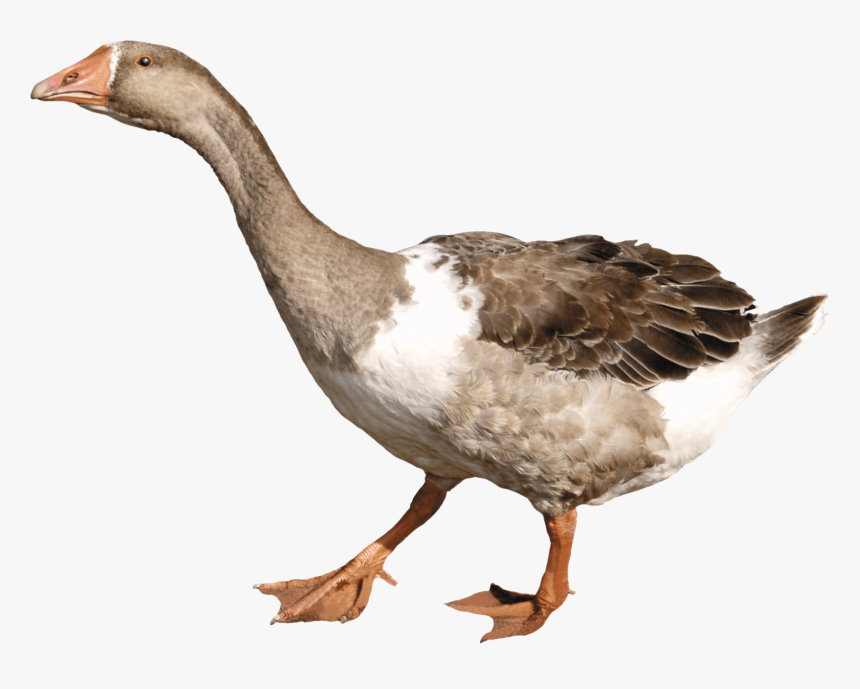 Goose Png, Transparent Png