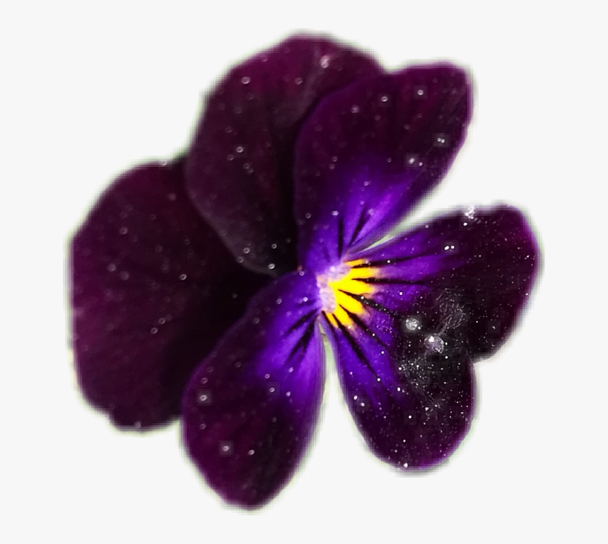 #balloon #baby #beach #birthday #bokeh #blackandwhite - Pansy, HD Png Download