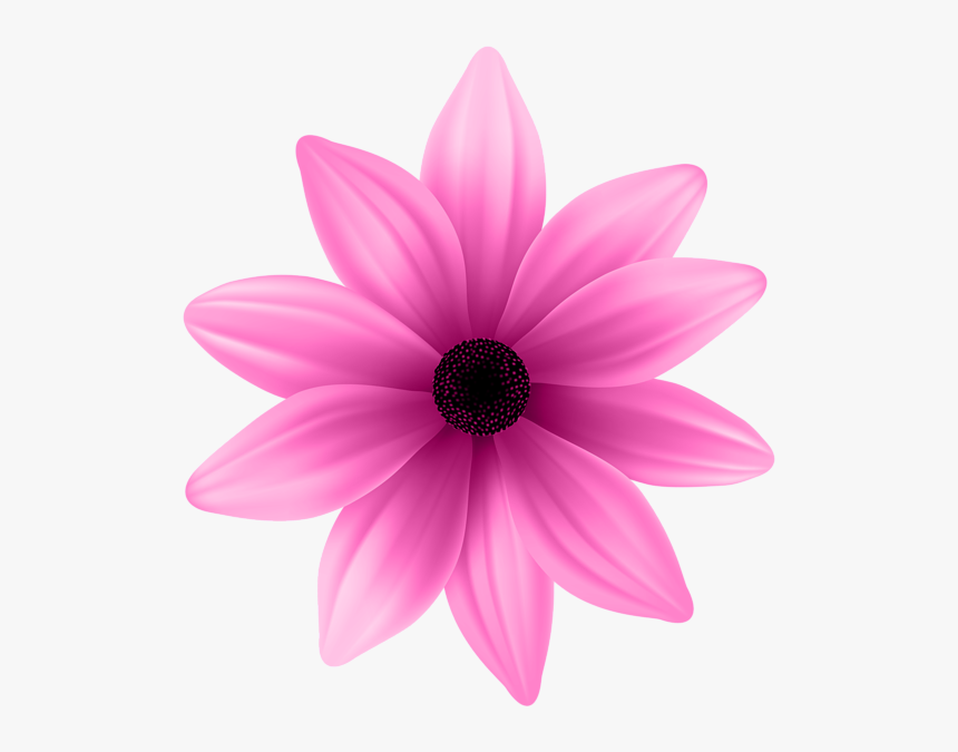 African Daisy, HD Png Download
