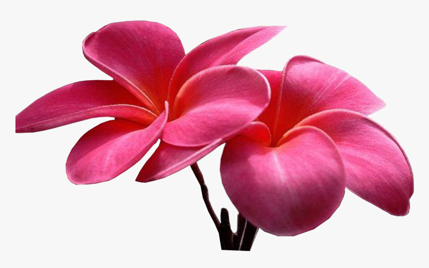 Flowers, HD Png Download