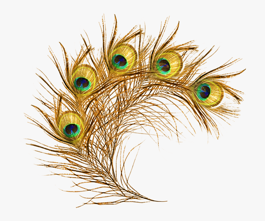 Peacock Feathers Png Transparent, Png Download
