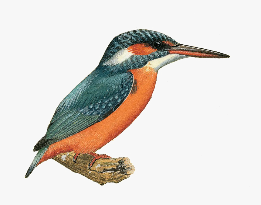 Kingfisher Png Image - Kingfisher Image Png, Transparent Png