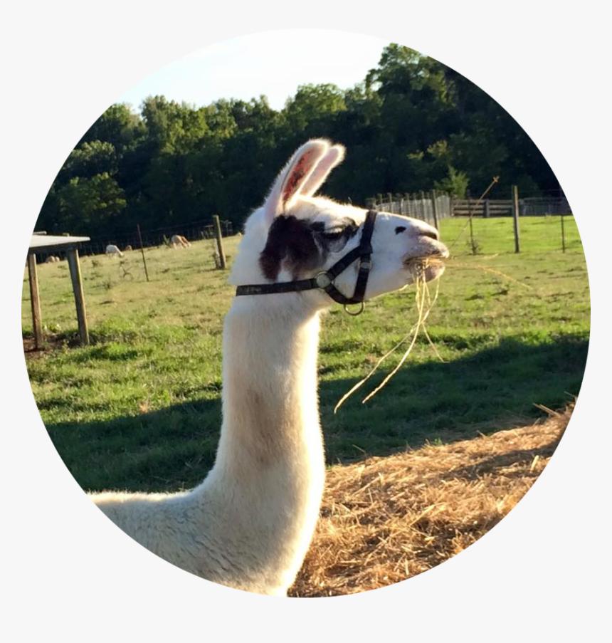 Alpaca2circle, HD Png Download