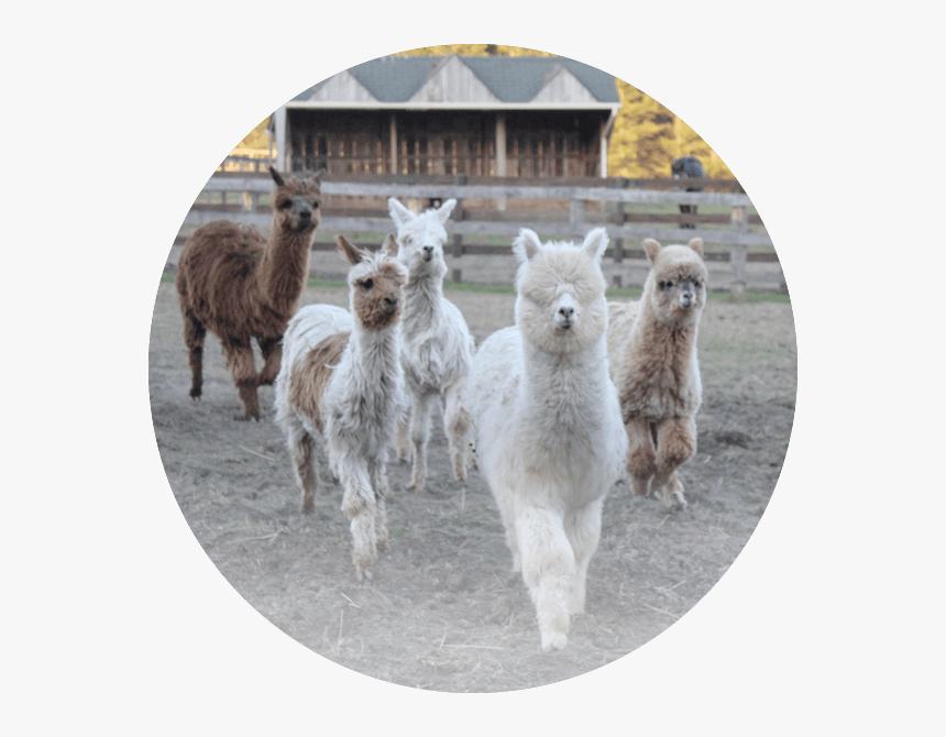 Llama, HD Png Download