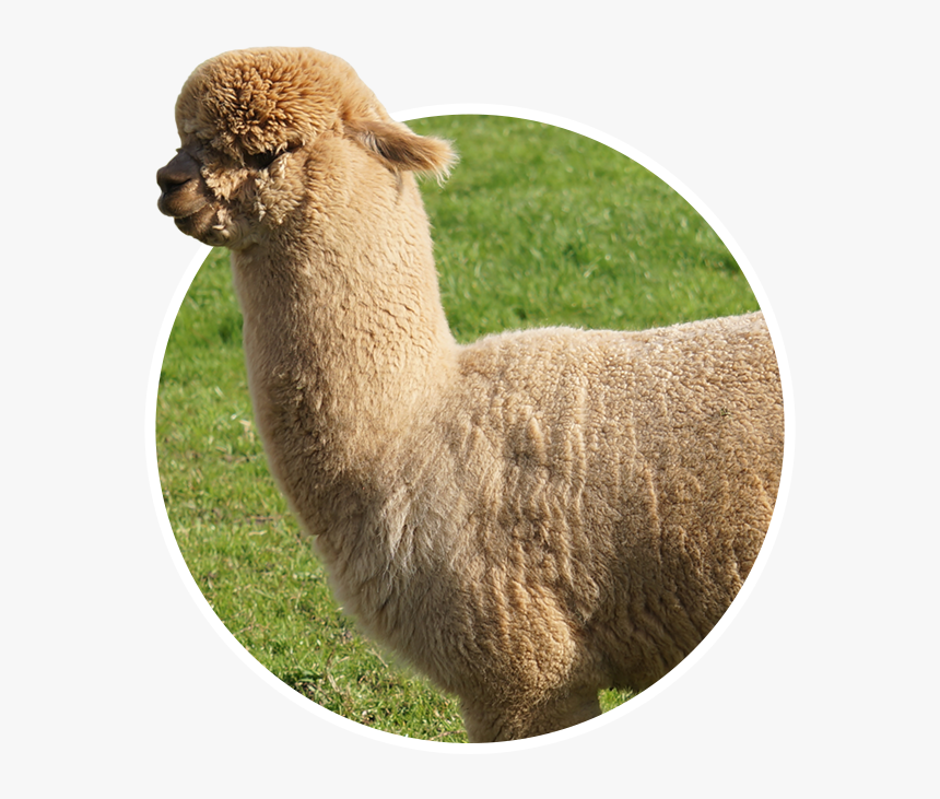 Alpaca, HD Png Download