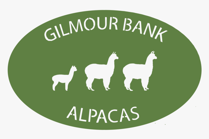Gilmour Bank Alpaca - Llama, HD Png Download