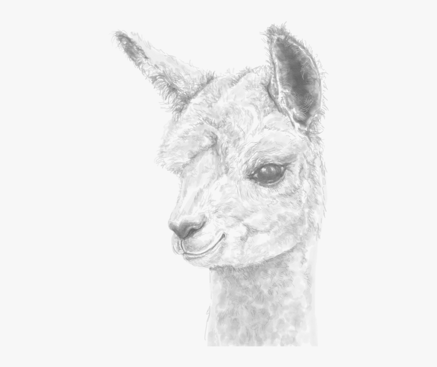 Llama, HD Png Download