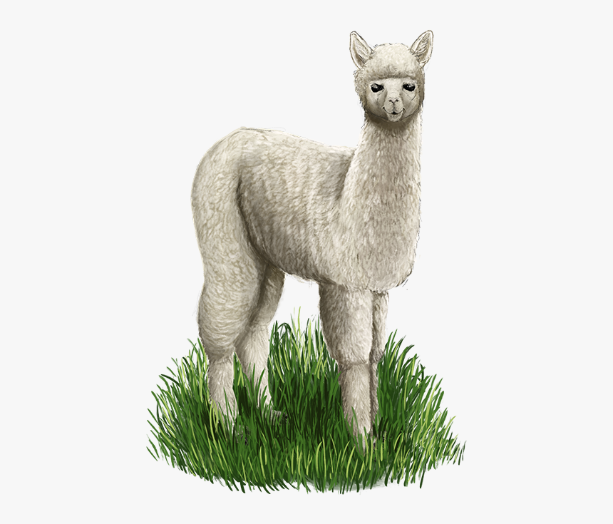 Alpaca Web - Llama, HD Png Download
