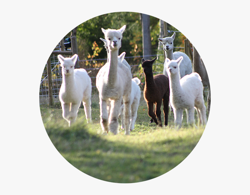 Norrängens Alpacka, HD Png Download