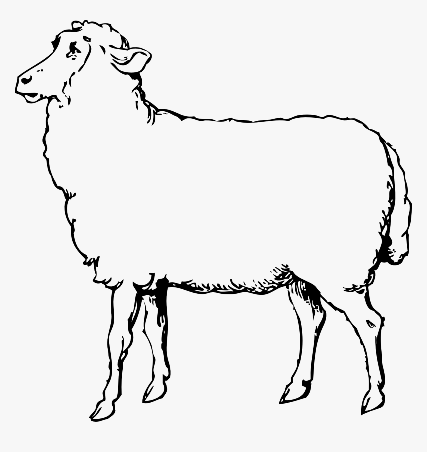 Collection Of Free Alpaca Drawing Lamb Download On - Sheep Images Black And White, HD Png Download
