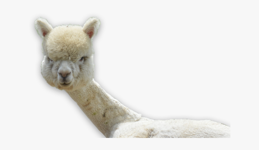 Llama, HD Png Download