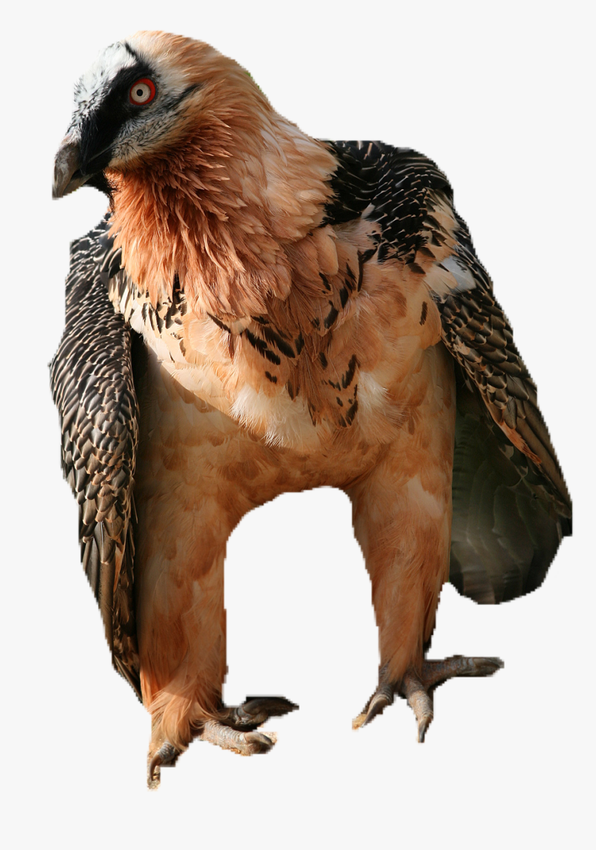 Vulture Png, Transparent Png