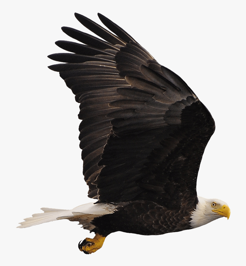 Bald Eagle Buzzard Hawk Vulture, HD Png Download