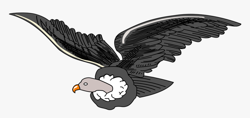 Andean, Animal, Bird, Condor, Vulture, HD Png Download