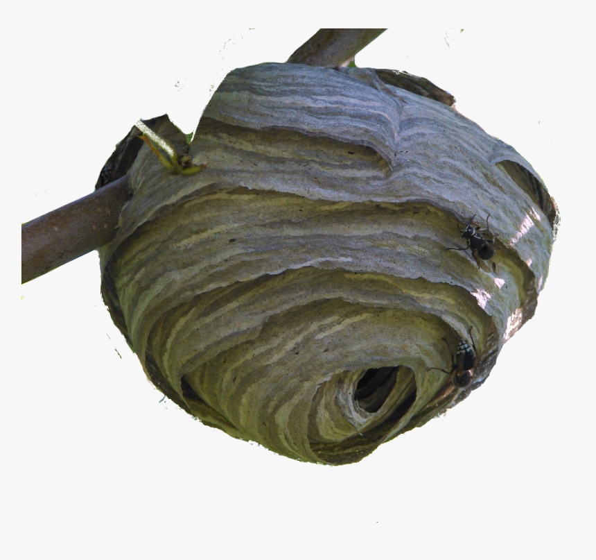 Pinata Png, Transparent Png