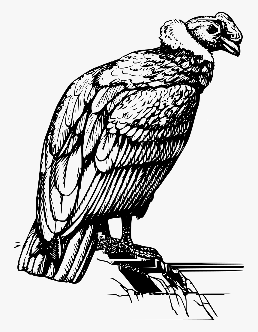 Vulture Png, Transparent Png