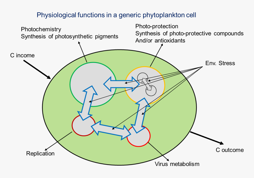 Transparent Phytoplankton Png, Png Download