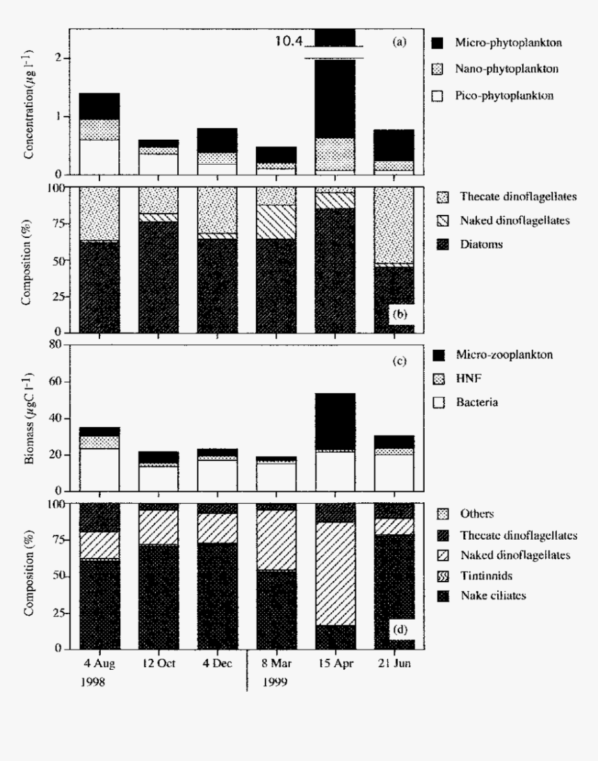 Plankton Png, Transparent Png