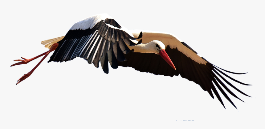 Stork Png Image File, Transparent Png