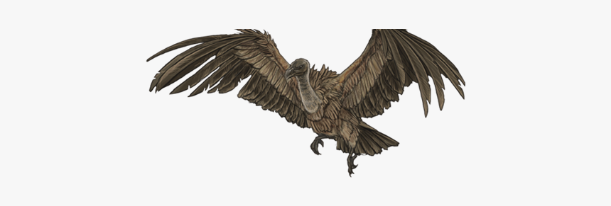 Vulture Png, Transparent Png