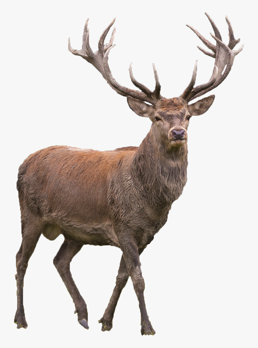 Reindeer Png Transparent Picture, Png Download