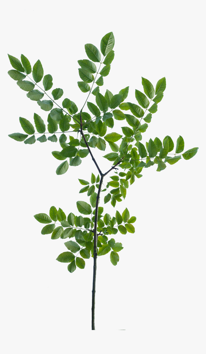 Vegetation Tree Branch, HD Png Download