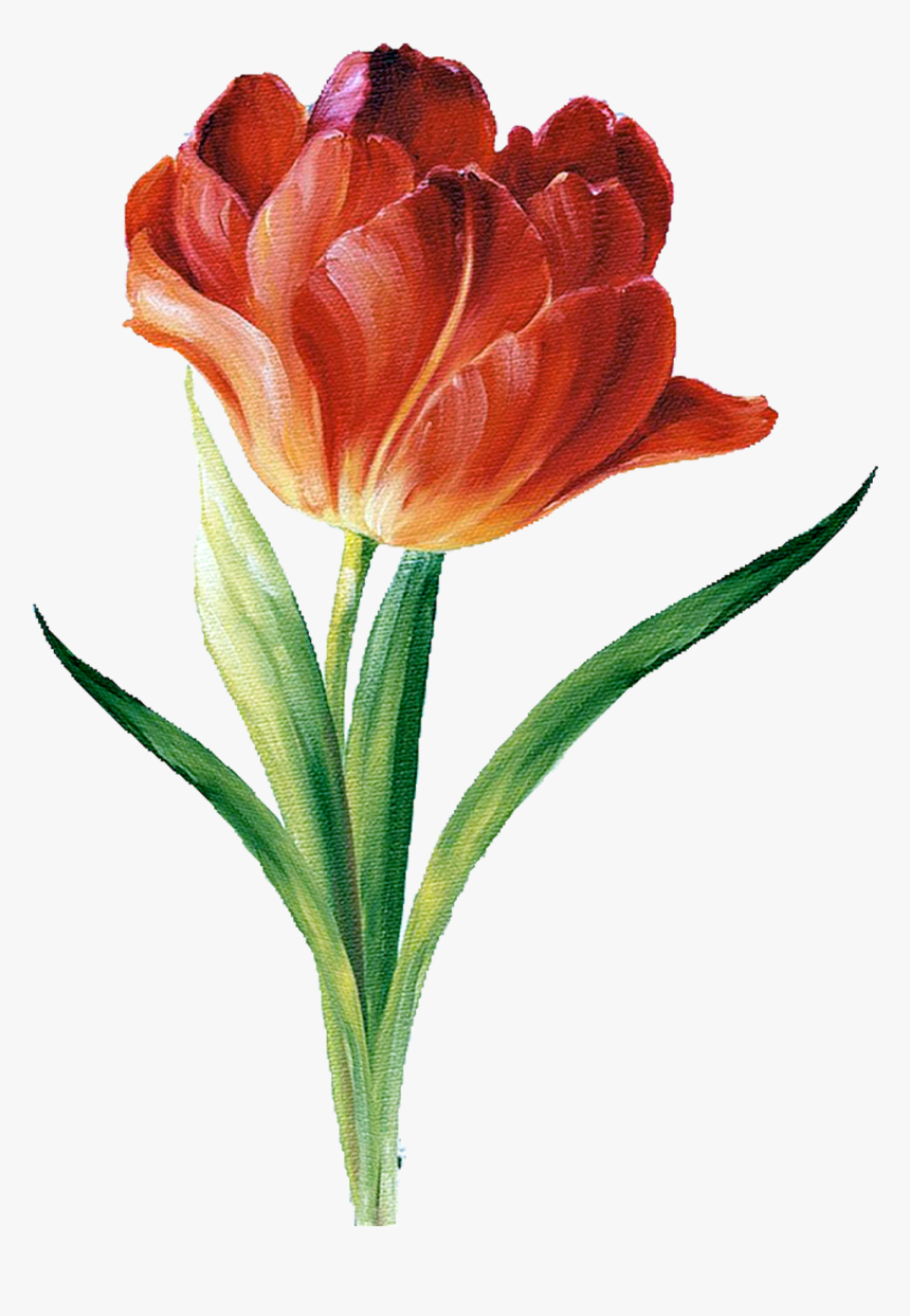 Calla Lily Clip Art, HD Png Download