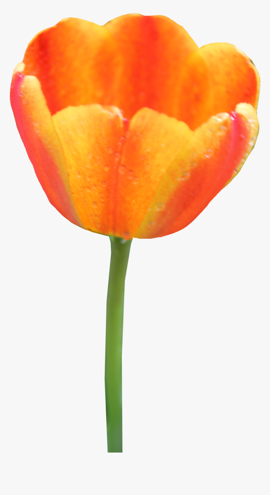 Tulip Png Image, Transparent Png