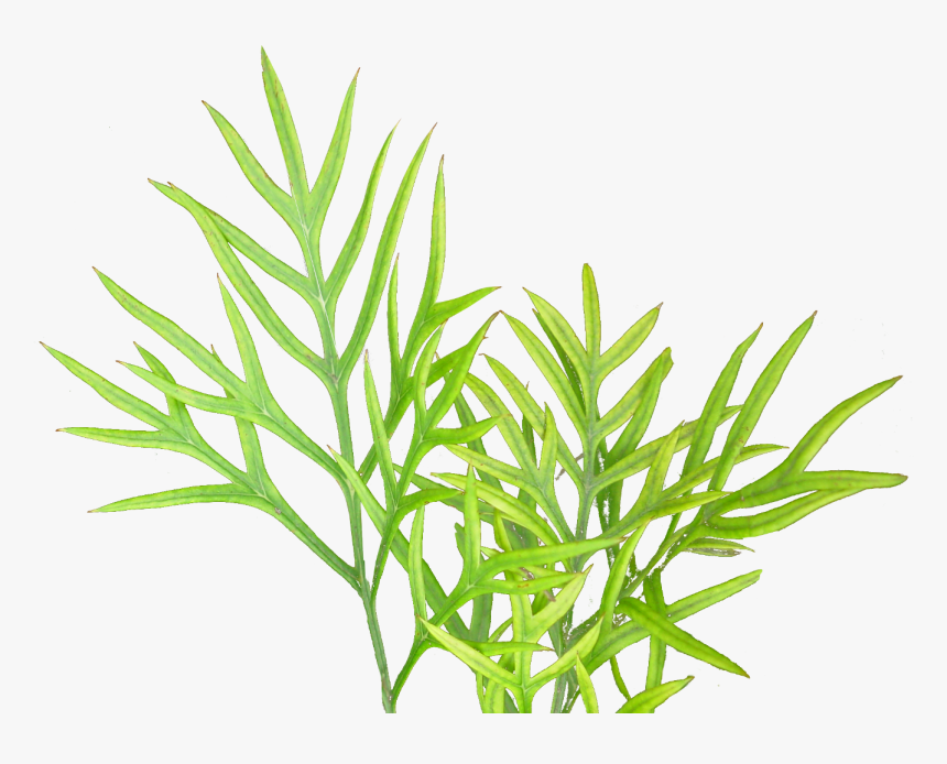 Vegetation Textures Plant Png, Transparent Png