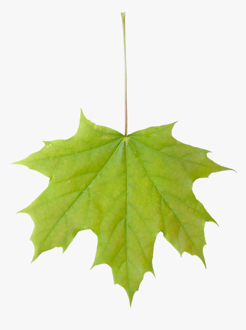 Vegetation Leaf Maple 01, HD Png Download